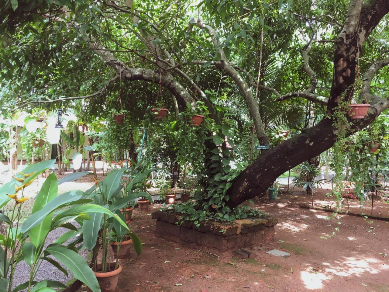 Palm Grove Service Villa Kochi Exterior photo